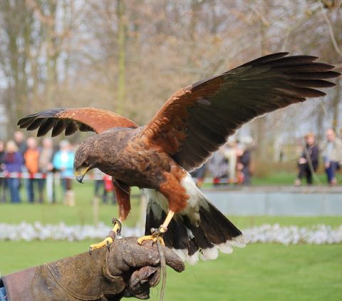 Falconry Hire